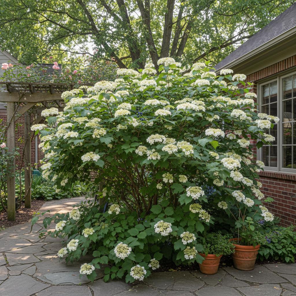 Zahniger Schneeball (Viburnum dentatum)