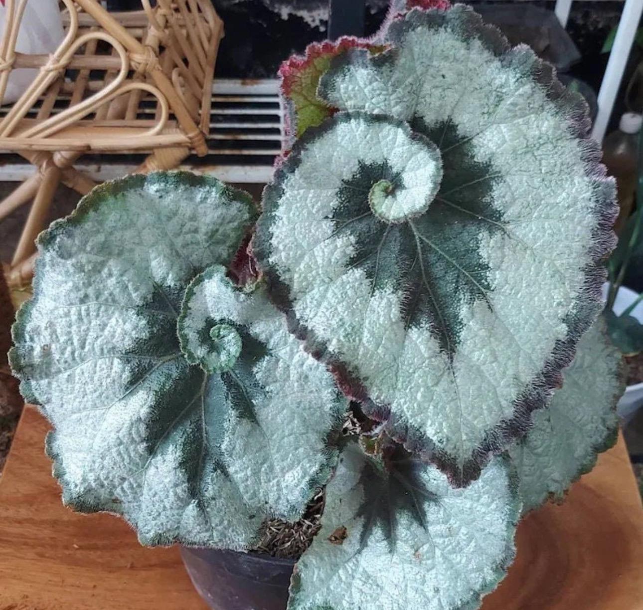 Schneckenbegonie (Begonia escargot)